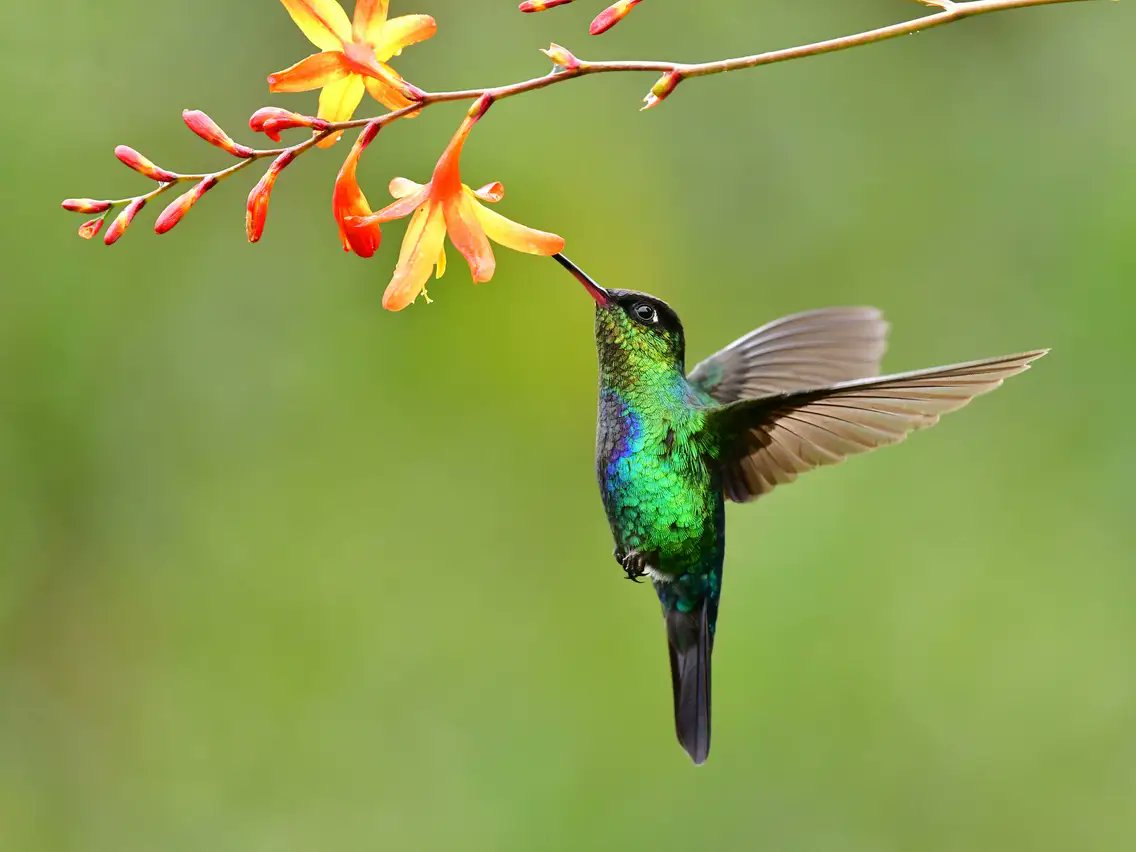andytorc's tweet image. This website provides useful tips to attract hummingbirds to your home using safe methods. They also provide answers  to many hummingbird questions! @HummingbrdGuide 
hummingbird-guide.com
#UCanimals
