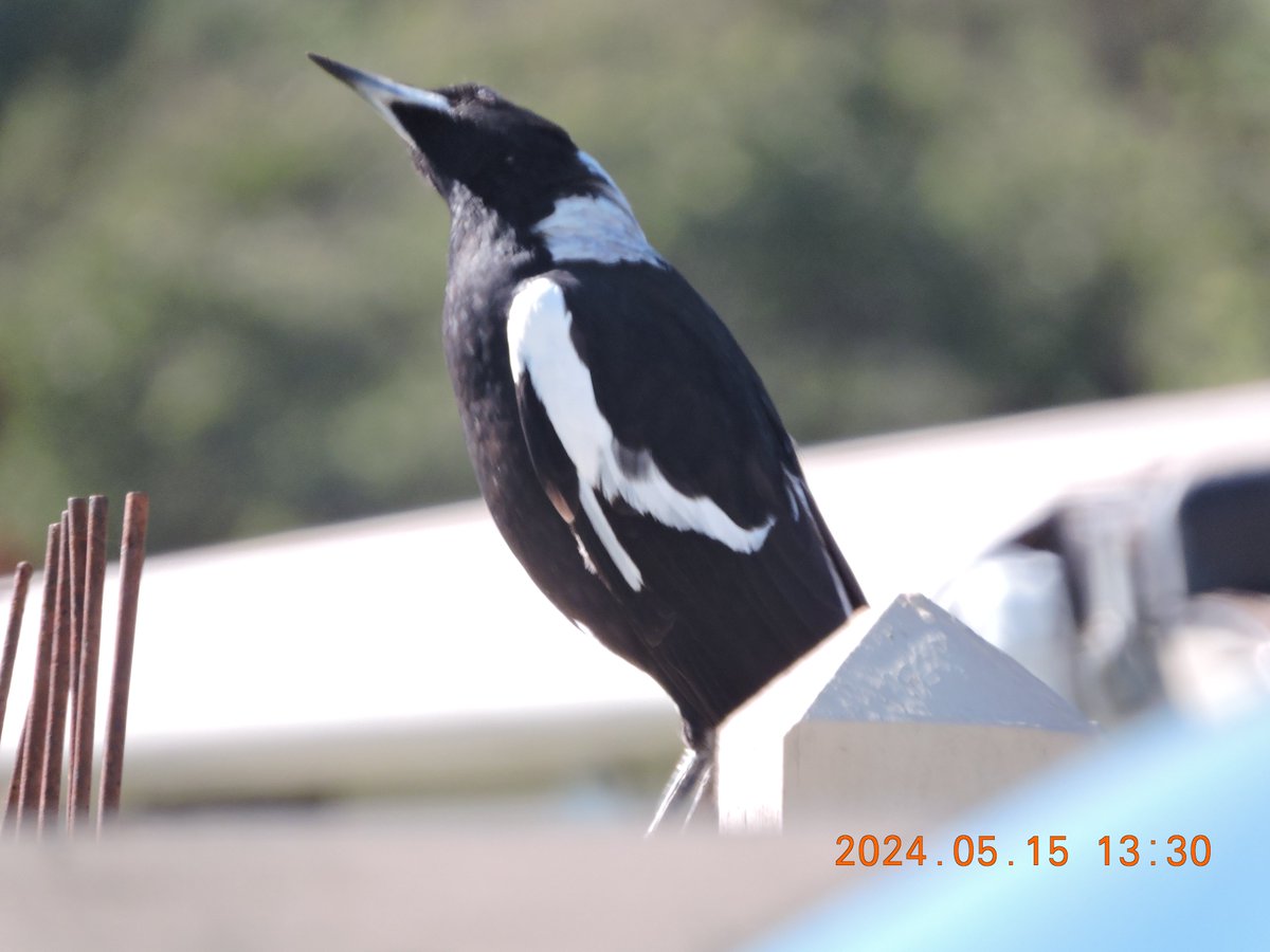 One must examine a situation from EVERY angle. Australian Magpie Gymnorhina tibicen
