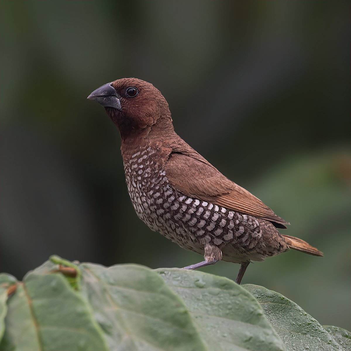 Another one for 'Granivorous bills/beak'. Let's fill the X with Granivorous bill birds. Scaly breasted Munia #IndiAves #ThePhotoHour #GranivorousBills