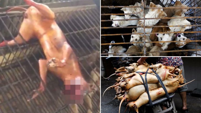 Dogs & Cats are sometimes Boiled or Barbequed alive in a few Asian countries The belief is that the severe pain suffered by these Animals will make the meat taste better This is extreme abuse