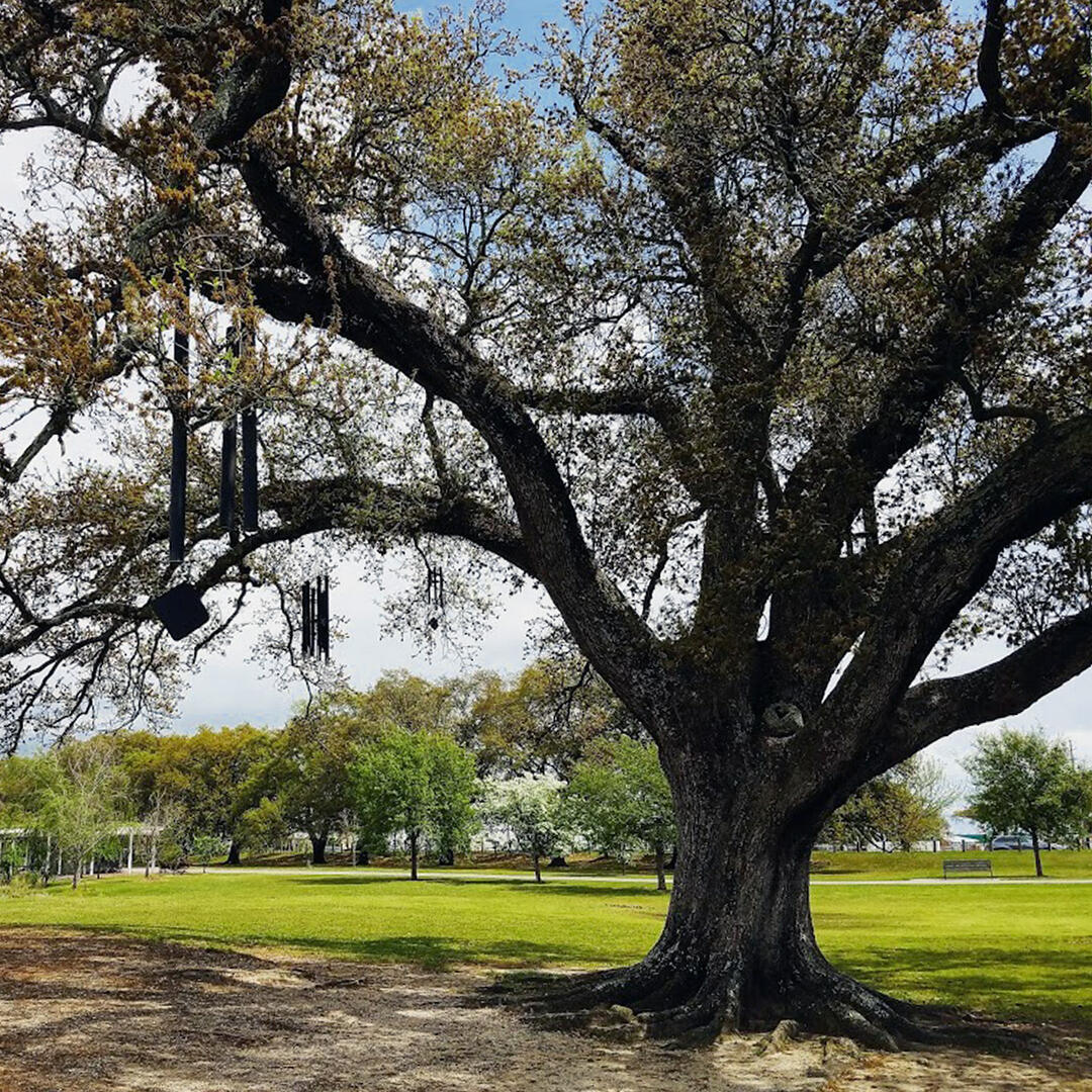 The Singing Oak Tree in City Park in New Orleans has a number of wind chimes hung in it. They're tuned in the pentatonic scale with one set reaching 14 feet in length. #InterestingFacts #singingoaktree
