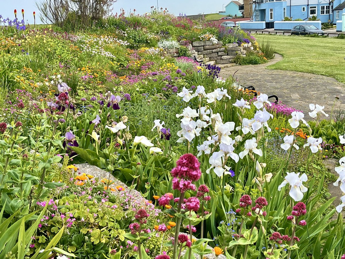 Sandown Castle Community Garden Deal this week looking lovely in May. @VisitDeal @VisitDover @VisitKent @VisitSEEngland @RHSBloom @GWandShows @Deal_Web @DoverDC @BrianRumbelow @RotaryPirates @EnglishHeritage @KentWildlife