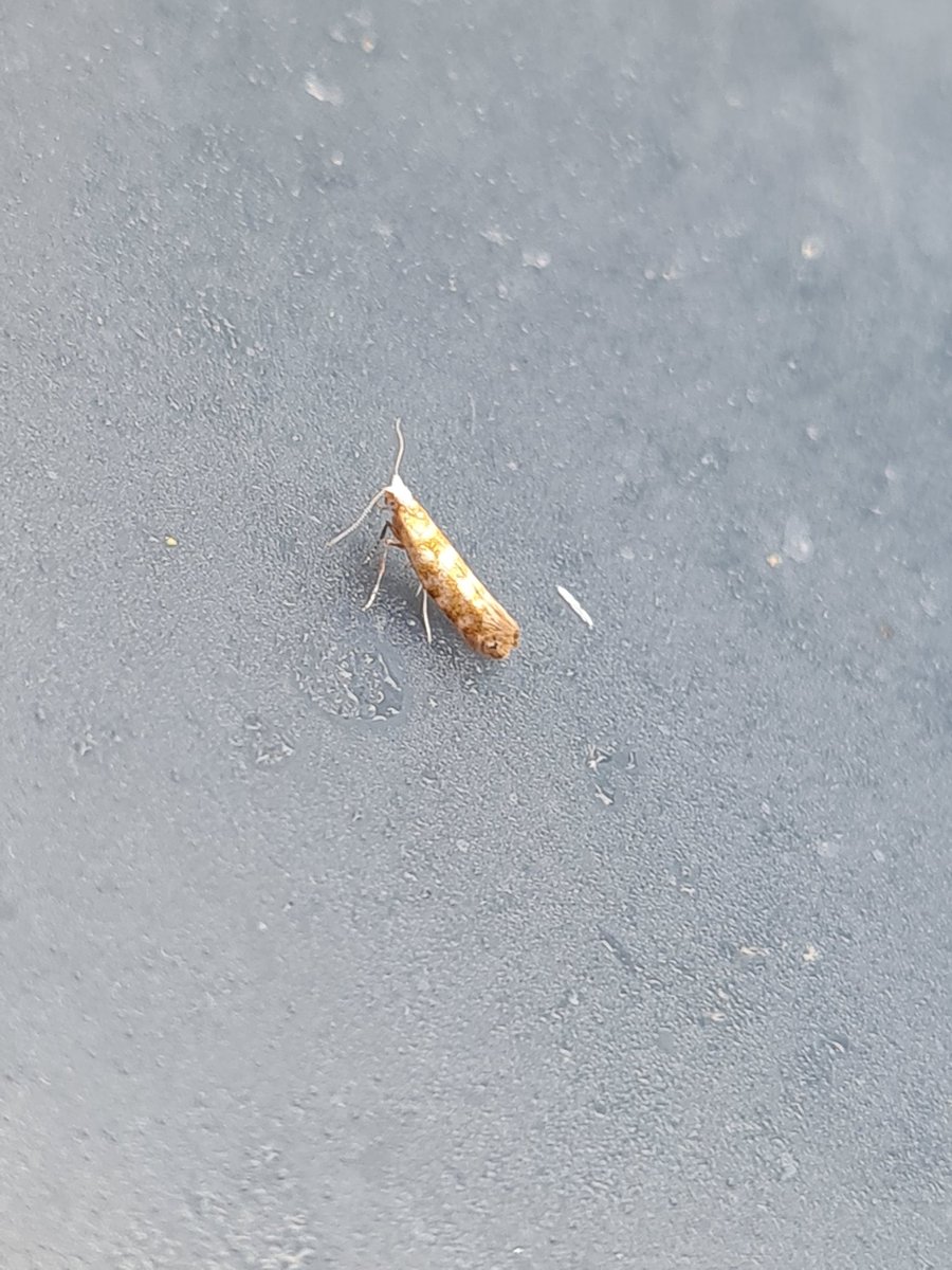mickey_ratfink's tweet photo. Moth on the outside of my trap, is this good for Argyresthia goedartella?
15th May, gwent levels.
TIA
#Mothsmatter #teammoth #vc35 https://t.co/MzVpGFHhLX