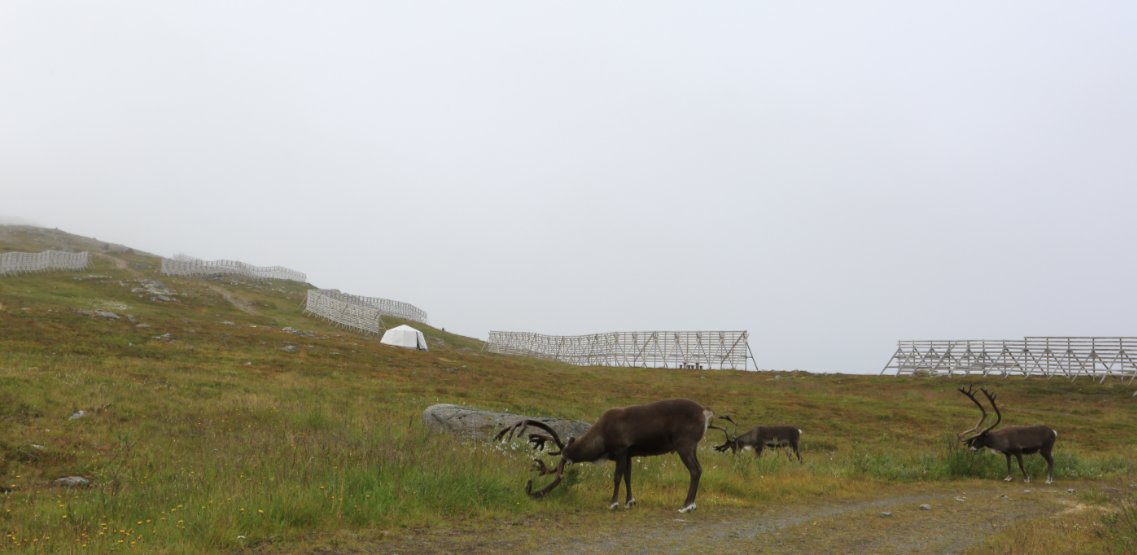 RomanP314's tweet image. Reindeers
#norway #hamerfest #reindeers #photo