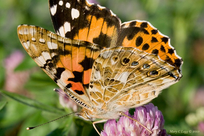 Painted Lady, Vanessa cardui Canon 400D   EF 100 2.8  f/26  1/200 iso: 800 Prague, Czech Republic 7/14/2009  #Nymphalidae #Lepidoptera #Butterflies #SaveButterflies #Insects #invertebrates #Macro #MigratoryButterflies