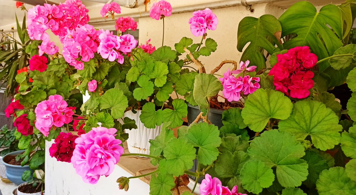 Don't go on roads that have a lot of pedestrians, go on roads that have few pedestrians..Holy book

🕊️🧡🤍🕊️
Beautiful geranium flowers.
