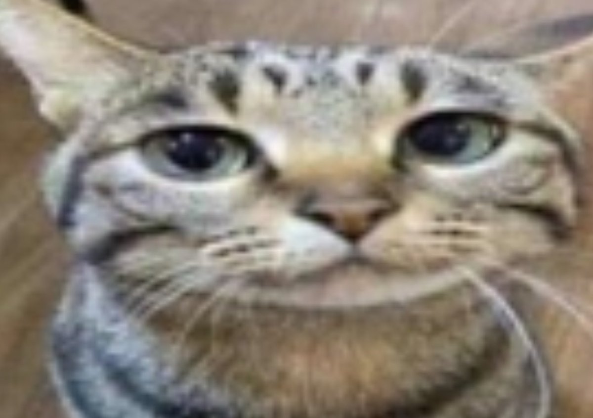 poly | #1 Novisor simp‼️ tweet media