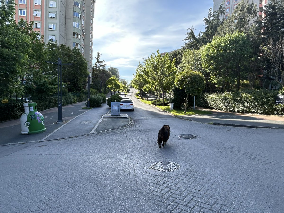 İstanbul'un göbeğinde yine sokak köpeği dehşeti. Ataşehir Meriç Caddesi üzerinde her gün on binlerce insanın yürüdüğü yolda sahipsiz bir köpek yaşlı bir kadına saldırıp kadının baldırını parçaladı. Olay yeri karışmış durumda. Cadde üzerinde sahipsiz dolaşan şu an itibarıyla