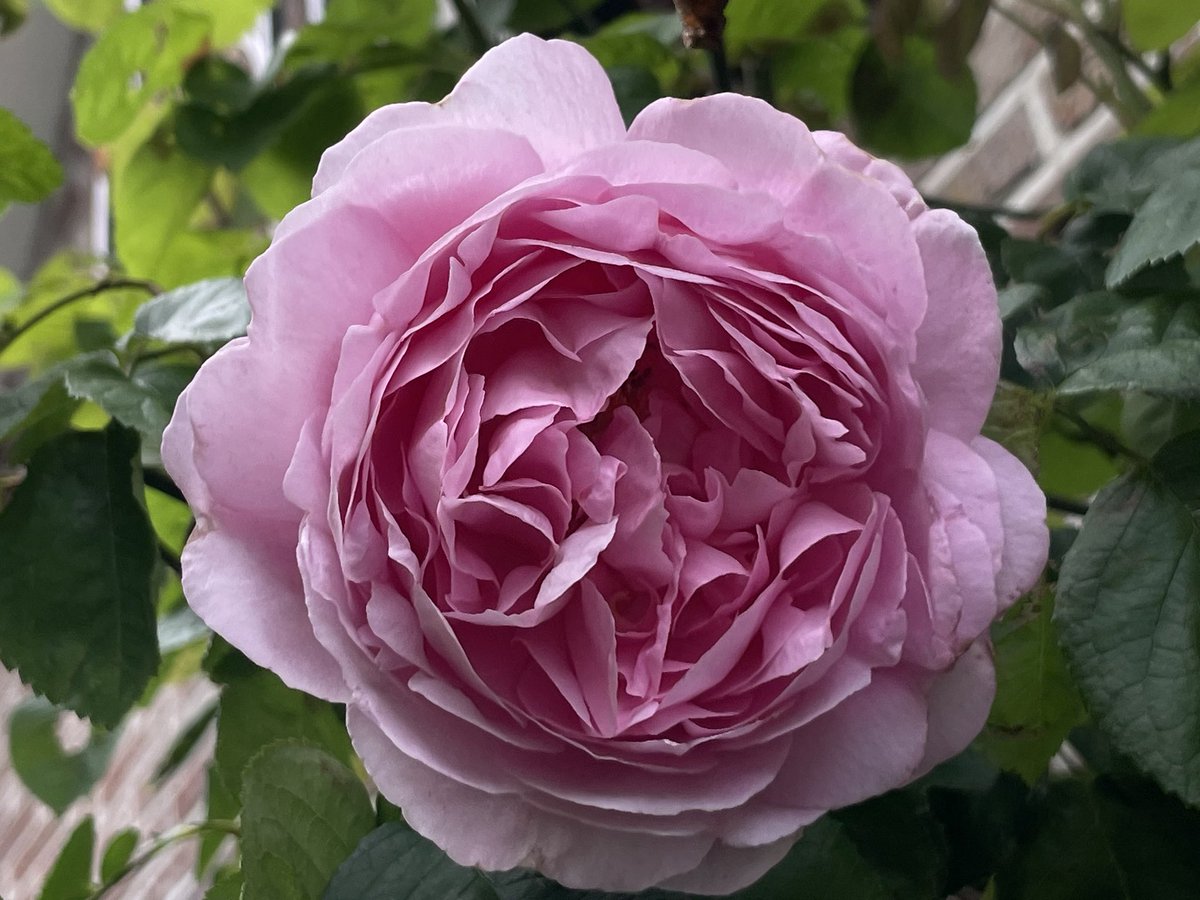 The first climbing rose is out! #RoseWednesday #GardenersWorld #GardeningTwitter