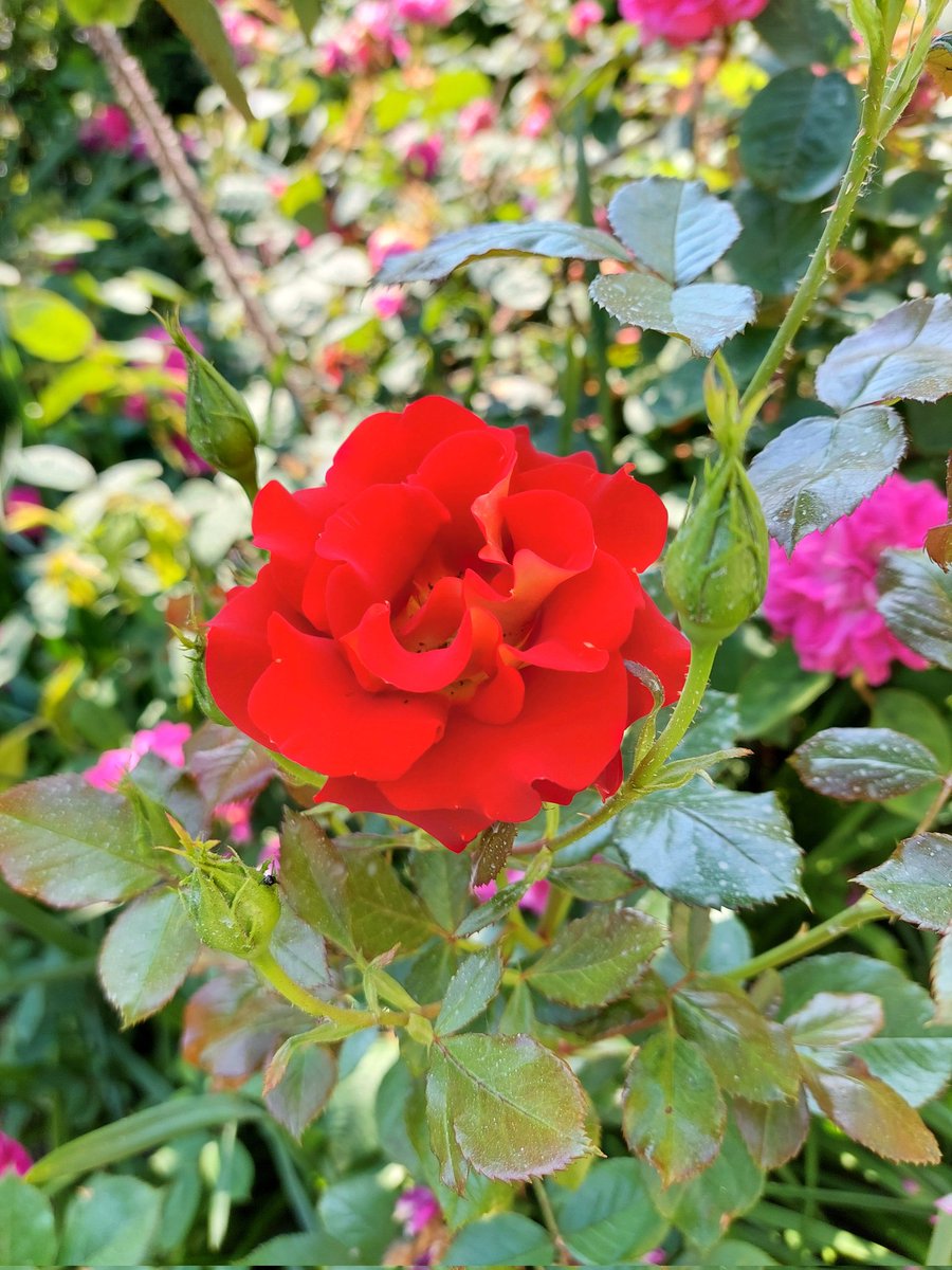 Happy #RoseWednesday with a new rose in the garden! #FlowerPhotography #May #garden #GardeningTwitter #GardeningX 🌿