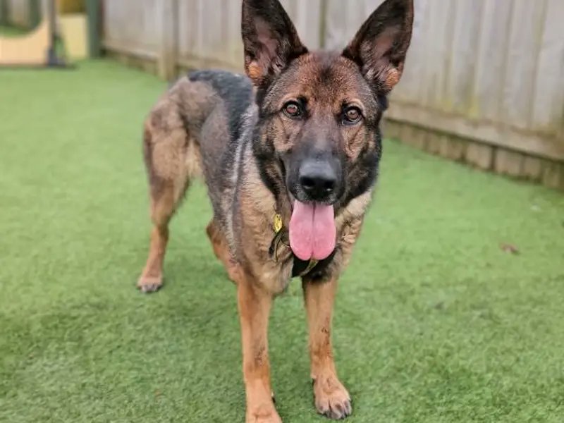 Please retweet to help Mindy find a home #EDINBURGH #SCOTLAND #UK German Shepherd aged 3. She can live with primary school aged children. Please contact Dogs Trust for more information. DETAILS or APPLY👇 dogstrust.org.uk/rehoming/dogs/…… #dogs #GermanShepherd