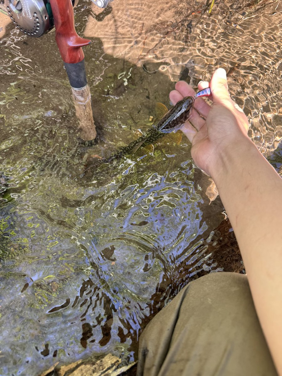 fisingTatsuo's tweet photo. もしかして、ブラウンとイワナの混種？？？？
なかなかレアじゃ無い？
もち方ごめん🙏 https://t.co/F4ajxOQ3gQ