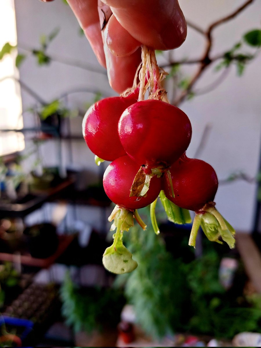 #balconyharvest #urbangardening #Radieschen