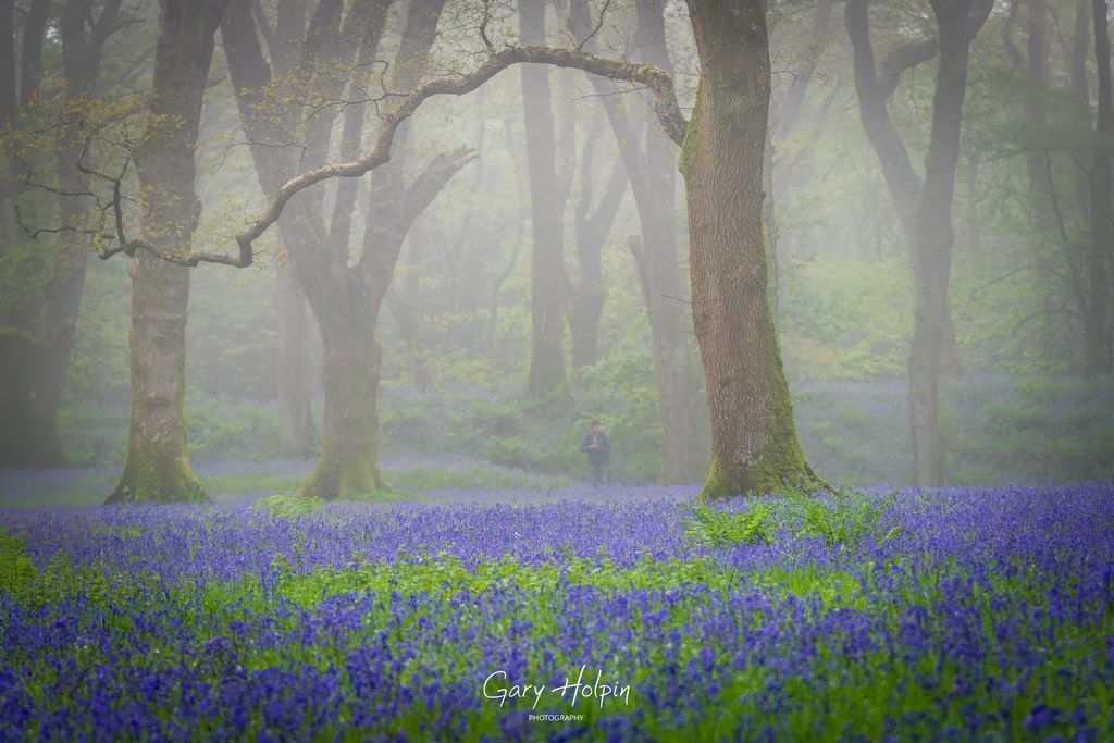 Morning! This week is #bluebell week and next is another shot of the beautiful carpet of bluebells on a foggy morning at the amazing Blackbury Camp hillfort near Honiton. Can you spot the other photographer?👇 #dailyphotos #wednesdayvibe #thephotohour #bluebells