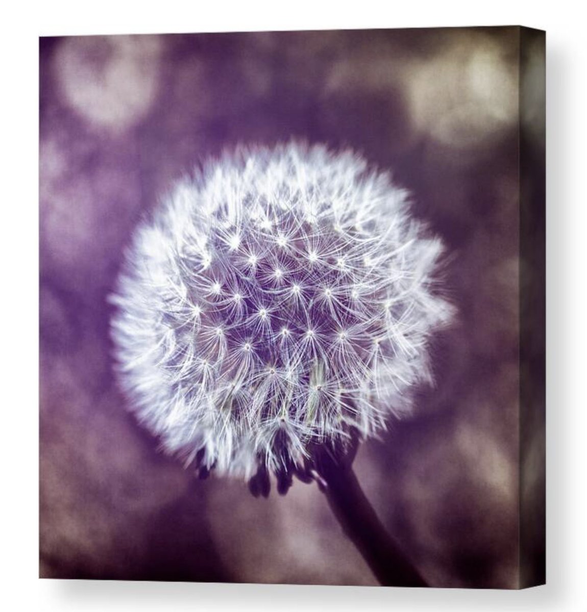 A Dandelion Seed Head 02 HERE: 5-tanya-smith.pixels.com/featured/a-dan… #WallArtDecor #wallart #prints #PhotographyIsArt #BuyIntoArt #FillThatEmptyWall #giftideas #gifts #homedecor #interiordecor #nature #botanical