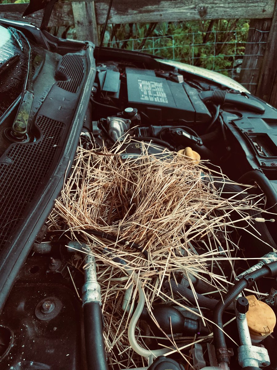 What excuse could I come up with to explain why I was late for work? Perhaps a nest of starlings in the engine of my car. Always check your vehicle during nesting season. Serious fire hazard. ⚠️ #roadsafety #nestingseason #StormHour #OuterHebrides #Scotland