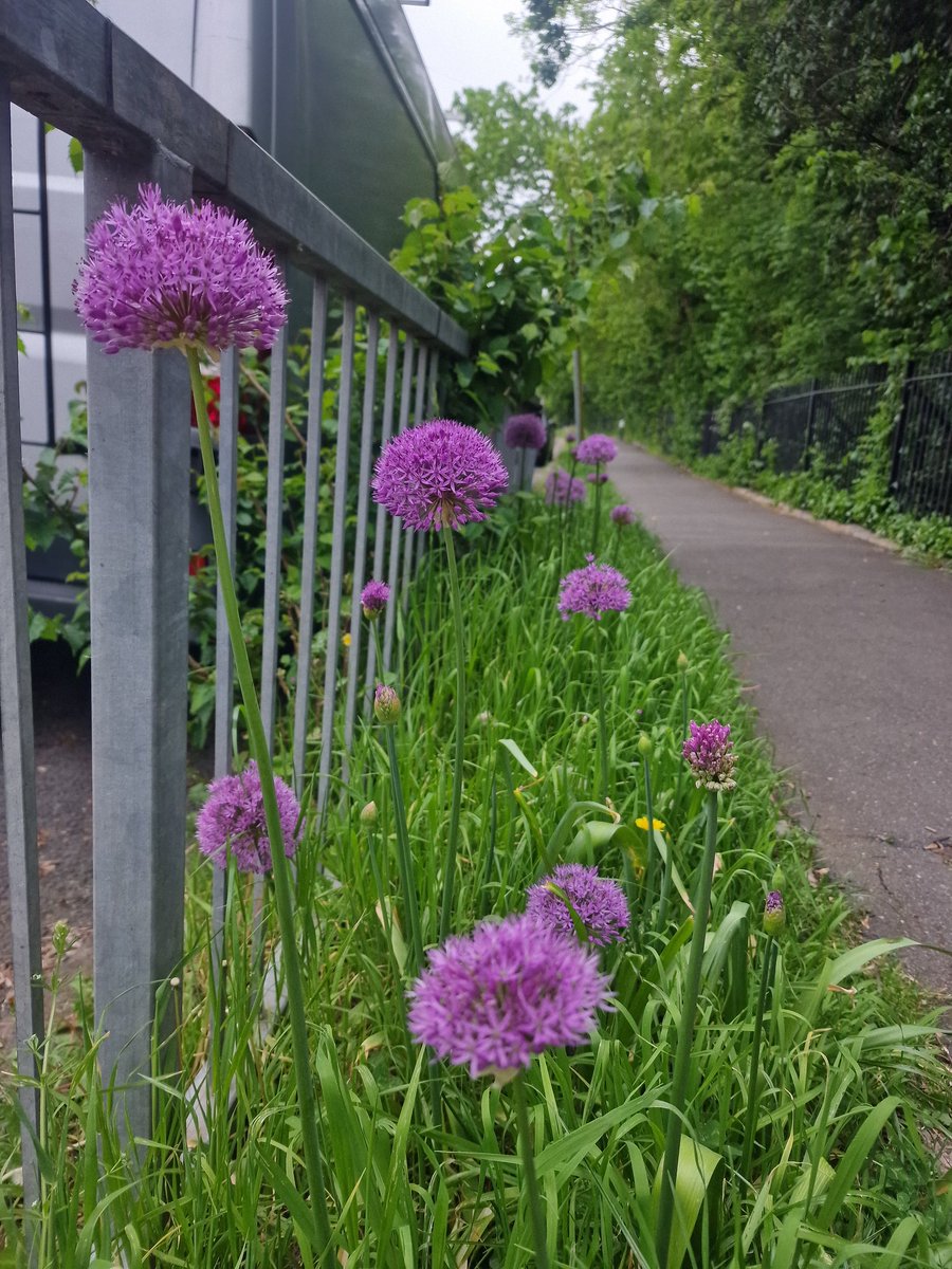 The Covington Way #sw16 @lambeth_council #beeroads Wildflower strip just keeps on giving!

SCCOOP are proud to work alongside LB Lambeth to improve the #streathamcommon for the #community and #wildlife 🐝🌺🦋🌼