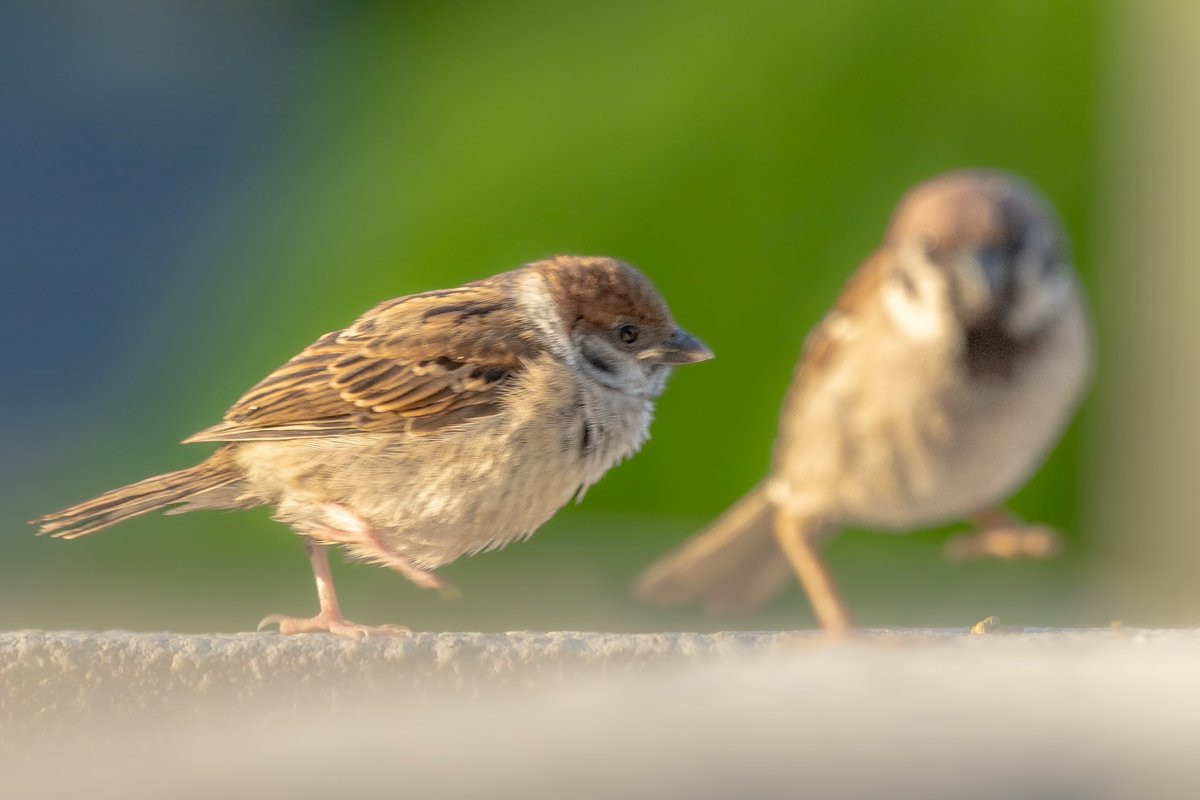 急げー！！！
子雀さん！！！
#スズメ #すずめ #スズメ観測 #ちゅん活 #sparrow #鳥 #野鳥 #野鳥撮影 #野鳥写真  #PENTAX