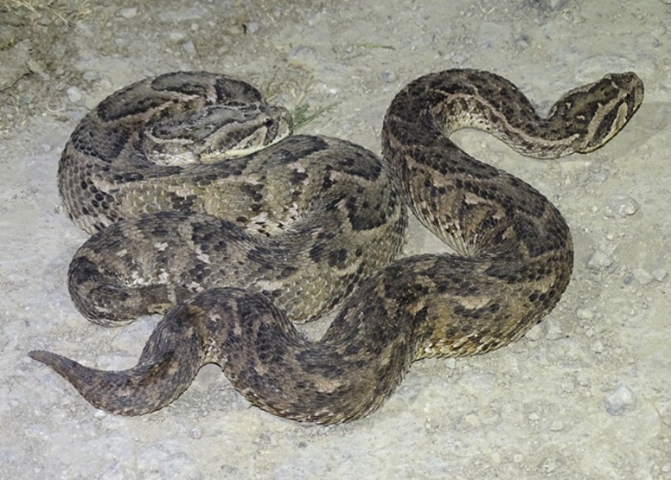 الأفعى النافخة (Bitis arietans)
العائلة: (Viperidae)
الاسم الانجليزي: Puff Adder
الإسم محليا: دلولات، الطرشة، النوامة، حية، حنش، حم، دولو، دلاو، فعى، هامة
تعد أكبر الأفاعي السامة جداً في سلطنة عُمان، تتواجد في محافظة ظفار.
📸S. Carranza

#دليل_الثعابين_في_سلطنة_عمان