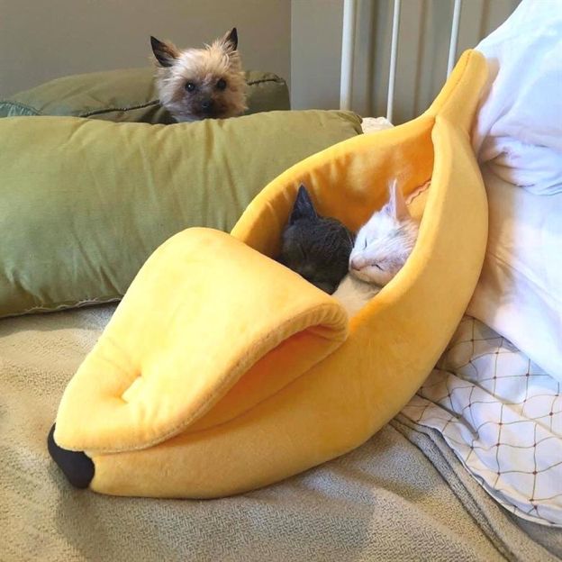 we could be cats cuddling inside the banana plushie