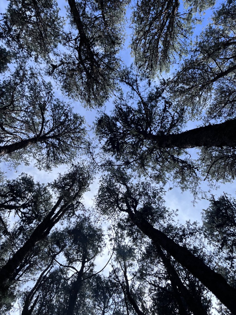 Smriti_C's tweet image. Notice how the branches do not encroach upon another tree’s space? Small truths of nature we often miss. 

Throwback to staring at treetops in Kodaikanal. 

#ForestTrees #Kodai