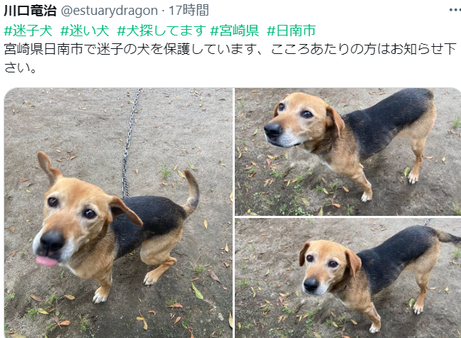 無事お家に帰れたそうです☀️
保護して下さり、ありがとうございました✨🙏
#宮崎県 #日南市 #迷子犬 #迷い犬 #ビーグル
