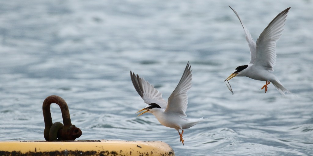 Would you like to see and learn about one of the UK’s rarest seabirds? Join us on board the Fleet Explorer for a gentle cruise along the Fleet Lagoon to see the little terns 🚤 👉 bit.ly/3QNy9Dn ~ Jack 📸 Angela Thomas