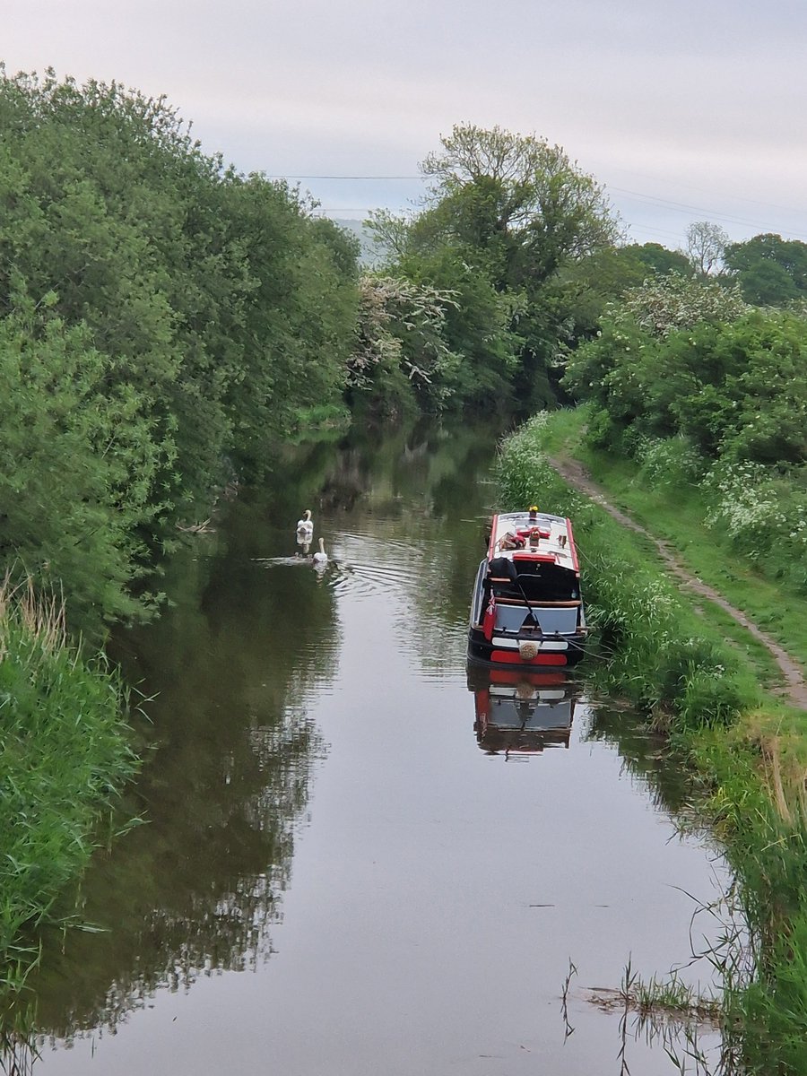 Yay for #humpday; so ready for the #weekend! Got myself up & out early to get in a #5amclub 5k & well chuffed with the pace!  Had some friends on my bridge as well!  Have a good day peeps! 8 days until #bankholiday #ukrunchat #running #countdown #nature ❤️🏃‍♀️🦢