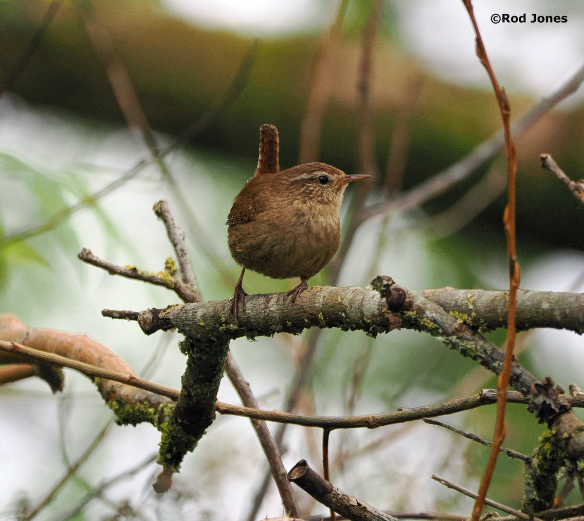 Wren at Cromwell Bottom. #ThePhotoHour #TwitterNaturePhotography #wildlife #nature #birds