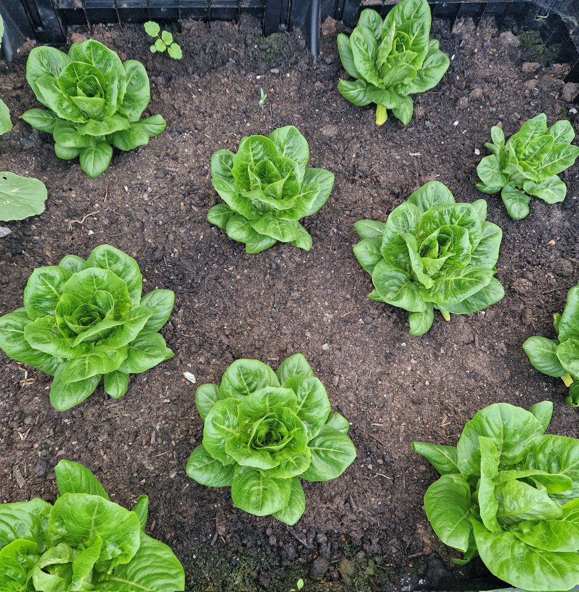 You can have all the fancy salad leaves in the World - but you can't beat a good old fashioned 'head of lettuce' Slug watch worked. My perfect heads almost ready. Can't wait to slap some between sliced pan & good old fashioned Salad Cream (not Mayonnaise) Bring back the Retro!