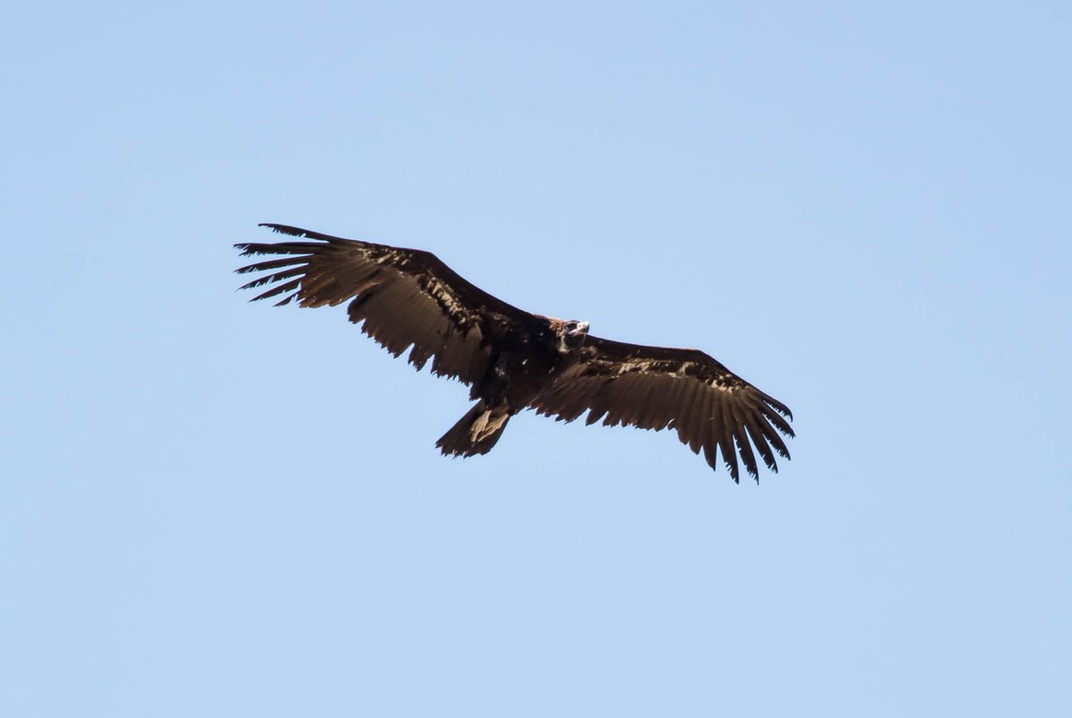 Black vulture by Richard Geary #Gibraltar @GibReserve #BirdsSeenIn2024 @gonhsgib @_BTO @BirdingRasta @GibraltarBirds @Natures_Voice @Britnatureguide @BirdGuides @BirdLifeEurope