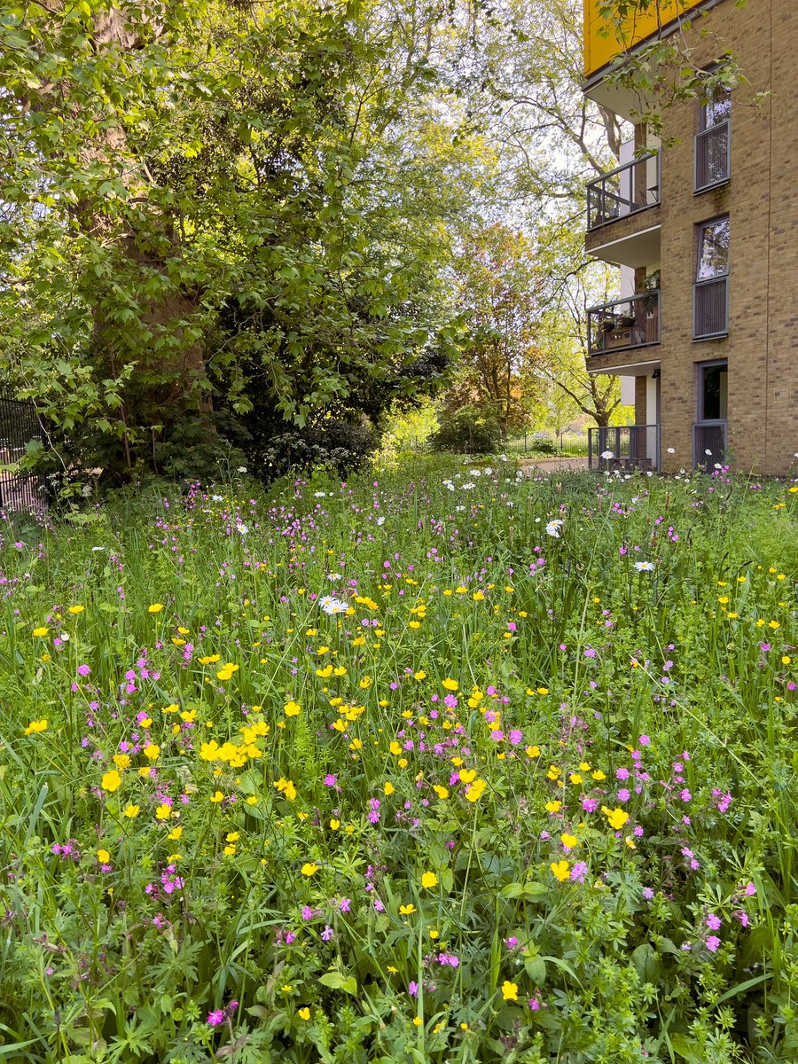 We’re halfway through #NoMowMay and there’s wild greenspaces absolutely flourishing all over London!

Share your photos! 💚