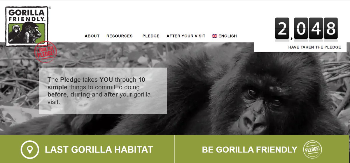 Exciting!  Over 2048 people have committed to protecting #mountaingorillas by taking the #gorillafriendlyTM #Pledge 

Visit @ gorillafriendly.org to join this noble cause!