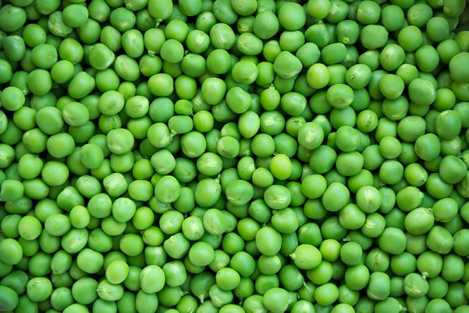 Umuhinzi wo Mukarere ka @Gicumbi, Umurenge wa Byumba Yejeje 1000 Kg by,amashaza akaba agurisha 2000 Rwf/kg . Wagurira kumuhinzi uyu munsi unyuze kuri ehaho.rw/products/enpea… cg ukaduhamagara kuri +250786506040