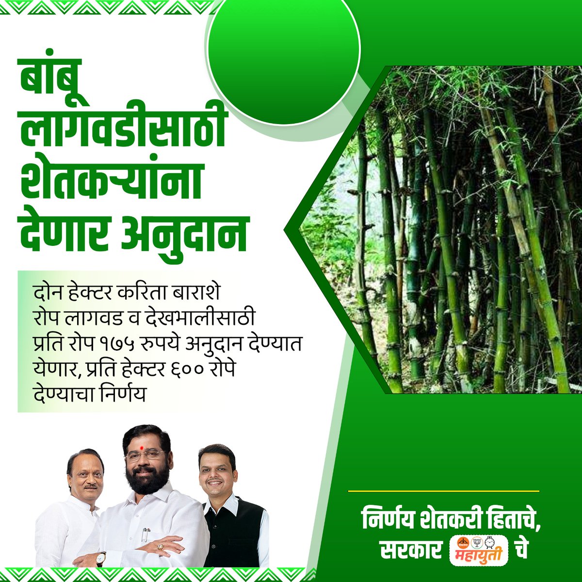 Hats off to CM Eknath Shinde Govt for promoting sustainable agriculture! The subsidy of Rupees 175 per plant for bamboo cultivation is a great step towards empowering farmers and boosting green initiatives.