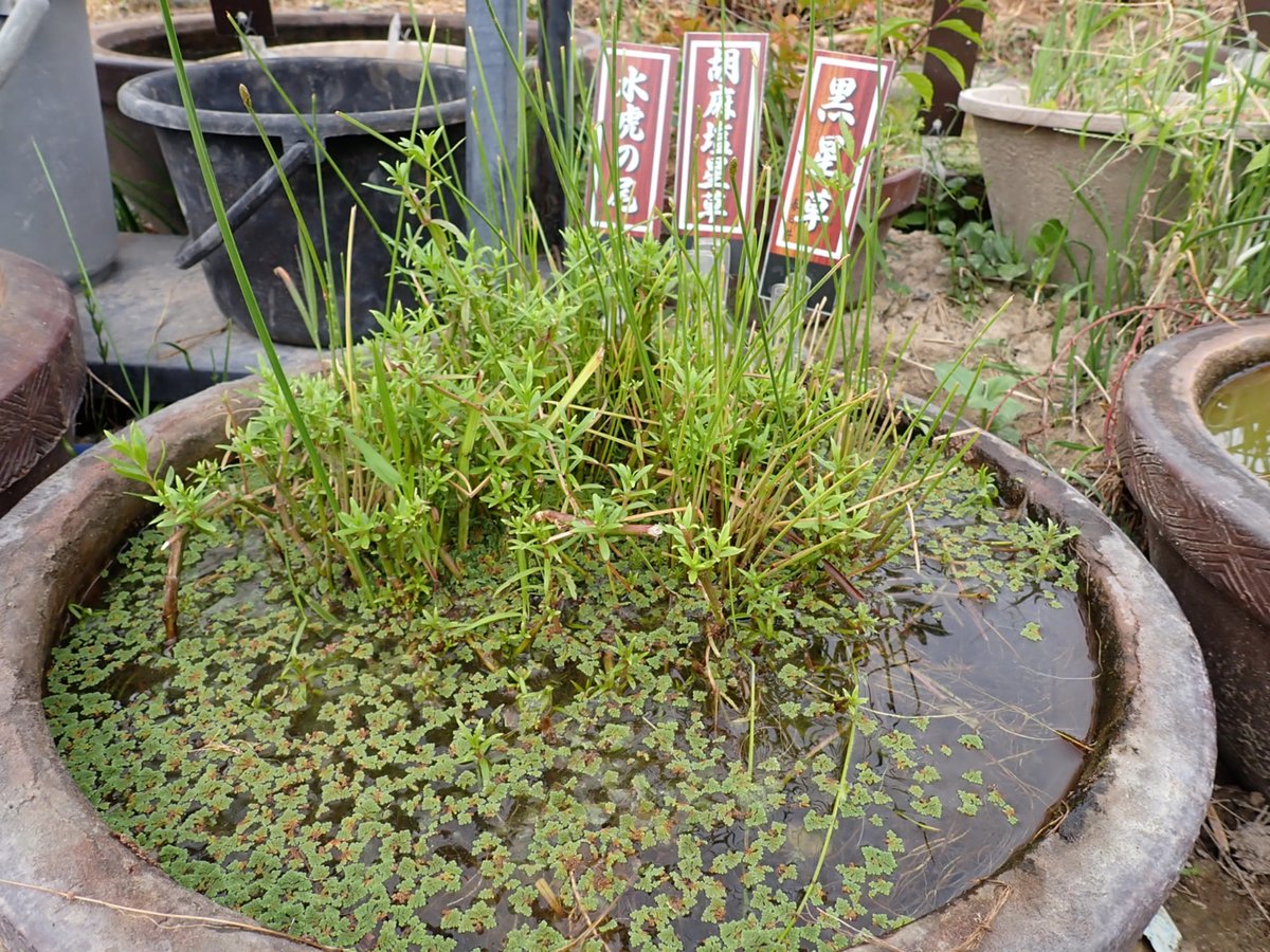／
睡蓮鉢で、コンテナで
#ビオトープ をつくろう🌱
＼

自然の生態系を再現し、生き物や植物を育てるビオトープ。実は、庭がなくても簡単にできます✨
#生物多様性 の保全に繋がり、楽しく美しいビオトープづくり。始めてみませんか？✨
詳しくは👇
env.go.jp/guide/info/eco…

#ecojin #エコジン