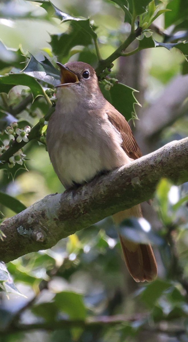 A Nightingale singing away #bird #birding #birdlovers #birdoftheday #birdphotography #birds #birdwatcher #birdwatching #pájaro #oiseau #vögel #wildlifephotography #GodMorningWednesday #TwitterNatureCommunity #TwitterNaturePhotography