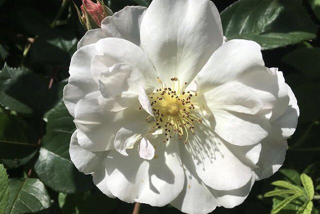 Good morning, it’s a bit of a damp one this morning. This photo was taken a couple of years ago, A dog rose of some kind I think. Happy Wednesday #RoseWednesday #roses #GardeningX