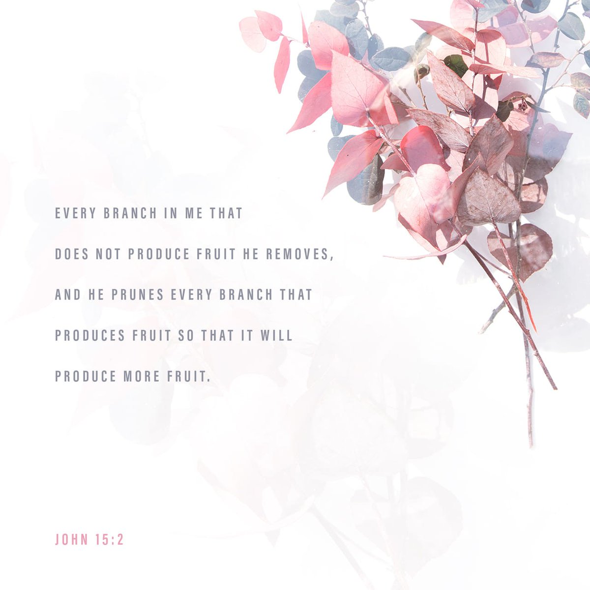 John 15:2 NASB Every branch in Me that does not bear fruit, He takes away; and every branch that bears fruit, He prunes it so that it may bear more fruit. #dailybread #dailyverse #scripture #bibleverse #bible #jesus #vine #gardener #prune #gardening