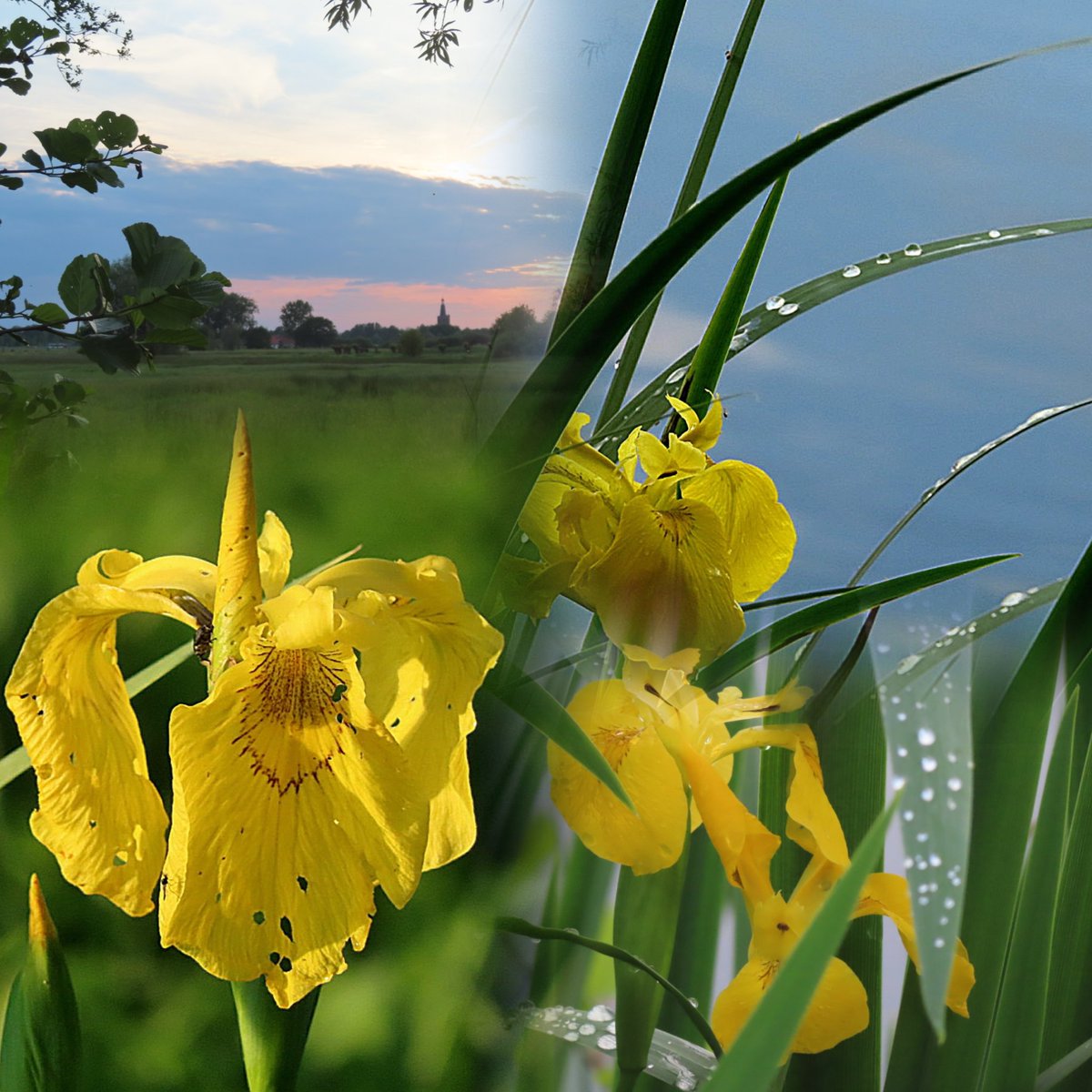 May 15 , have a good day .....💛💚
#NatureMagic
#irises
#collageart