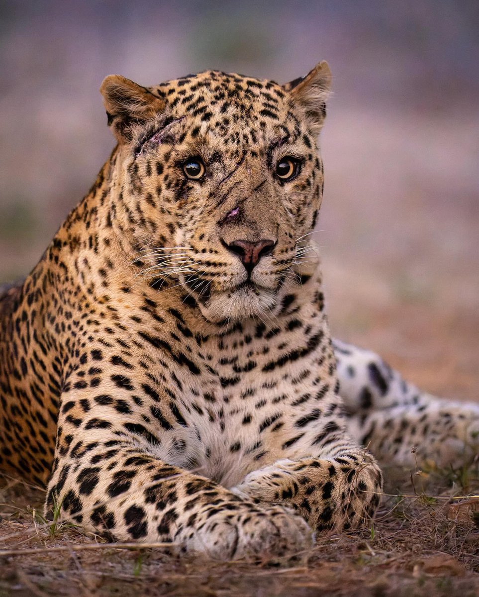 SMNK1972's tweet image. Magnificent male leopard wearing his battle scars proudly. Taken in Jawai in India. Credit to Marlon du Toit.