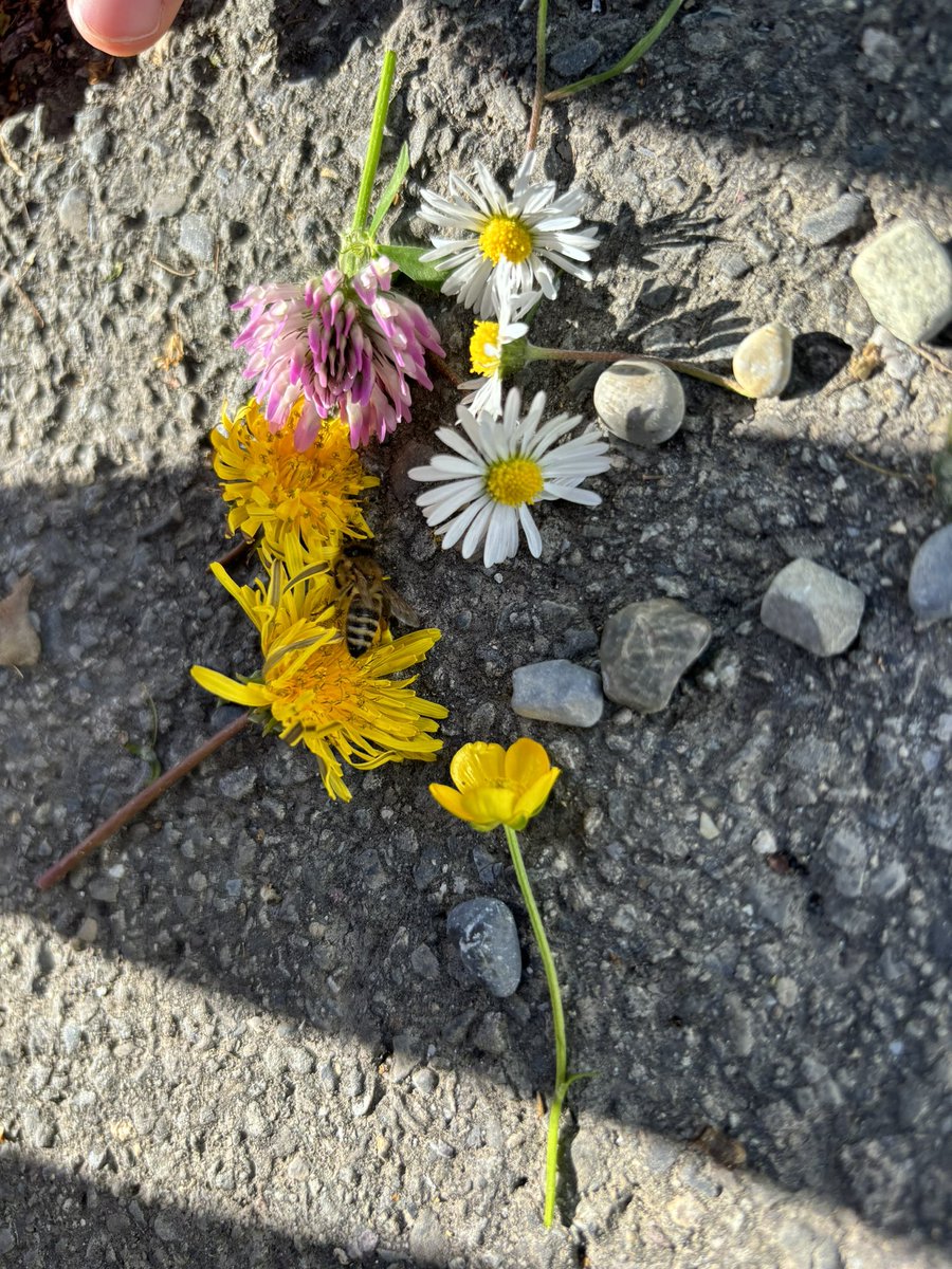 瀕死のミツバチを見つけた子らが「食べ物をあげてみよう」と摘んだ花をあげて救護を試みているのを微笑ましく見ていたんだけど、本当にゴクゴク蜜を吸い出しててビックリした！ ここに写ってる全ての花の蜜を満遍なく吸って徒歩でどこかへ消えた。