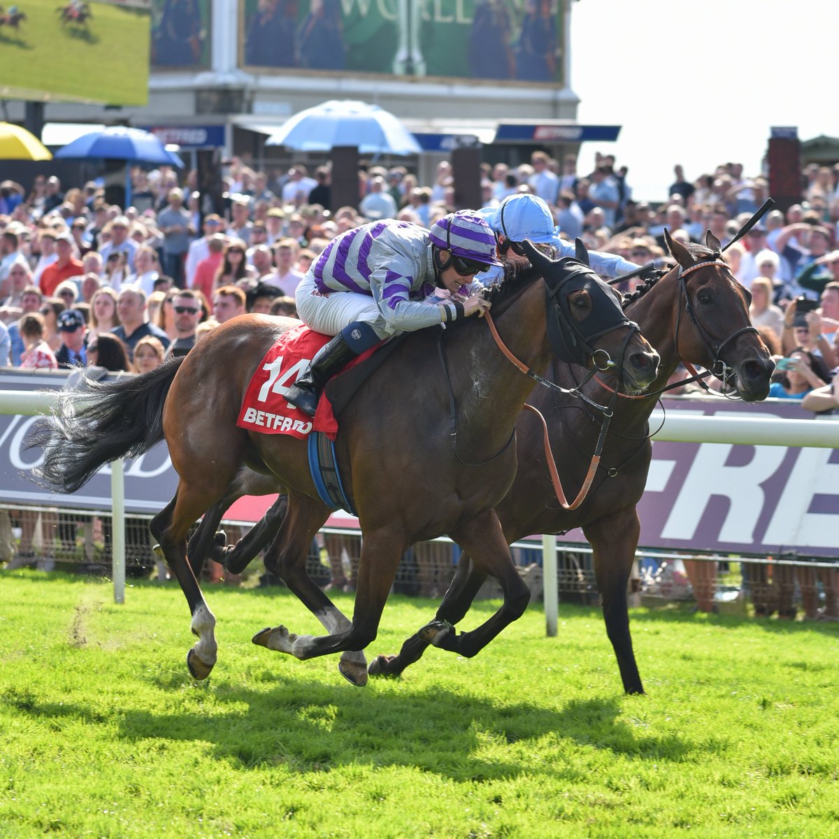 We are delighted to announce that @yorkracecourse equine ambassador Goldream plus 4 other York favourites are joining the RoR #HorsesforCourses initiative! 🐴Alpha Delphini 🐴Nakeeta 🐴Mr Lupton 🐴Top Notch Tonto Read the full story here ror.org.uk/welfare/educat…