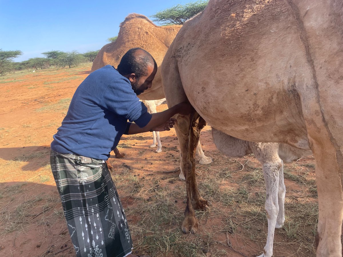AhmedNMuse's tweet photo. Inkasta oo hawsha la kala leeyahay rag &amp; dumar marka la joogo miyiga, haddana waxa jira marar rag &amp; haween ba xududaha lagga gudbo. Rag ay ku kelifto in ay haanta lulaan &amp; haween lisida geella u holadaa sow ma jiraan?
#Miyi
#PhDFieldwork
#Ethnographying https://t.co/vJCjWQlDJX