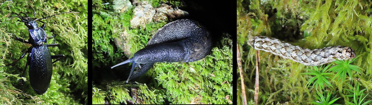 A successful night search yesterday in the Dart Valley, Dartmoor, Devon looking for Blue Ground Beetles Carabus intricatus, also saw Ash-black Slug Limax cineroniger and caterpillars of Merveille du Jour Griposia aprilina