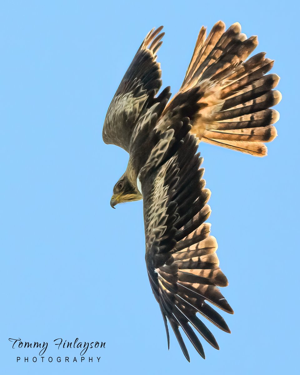 This Booted eagle went into a swoop to dodge a gull #Gibraltar #BirdsSeenIn2024 @gonhsgib @_BTO @BirdingRasta @GibraltarBirds @Natures_Voice @Britnatureguide @BirdGuides @BirdLifeEurope @GibReserve @InfoGibraltar