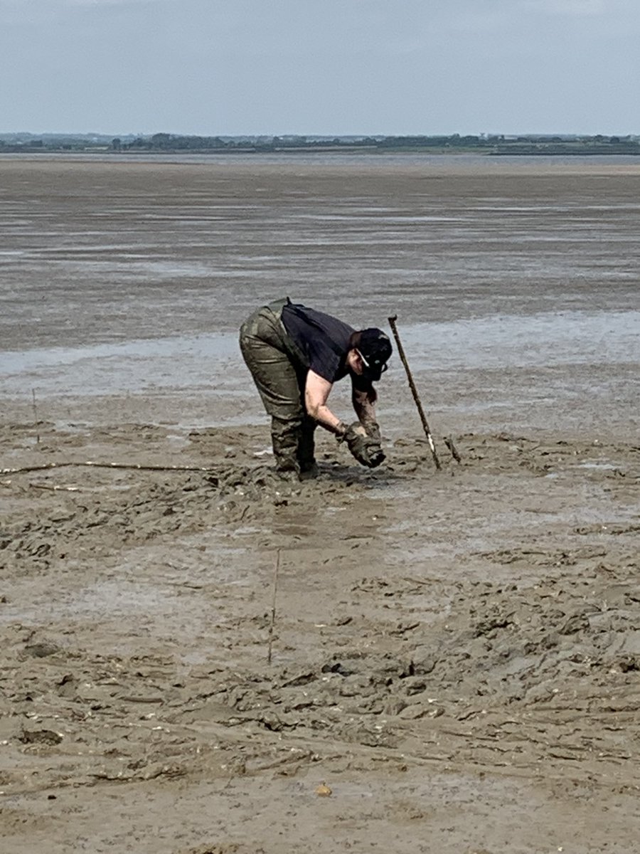 Great to see ongoing #seagrass restoration trials in Essex @ProjectSeagrass @EssexWildlife @NaturalEngland