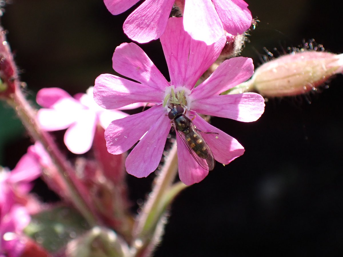 Red Campion being enjoyed by a Hoverfly
#WildWebsWednesday