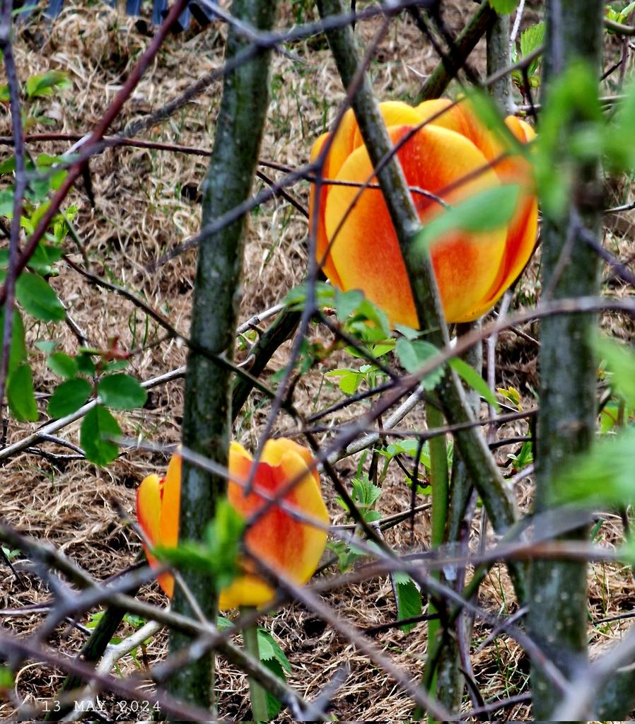 Orange tulips.
#nature #spring #flowers #tulips #FlowersPhoto #SpringPhoto