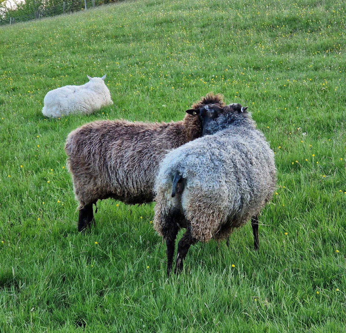 Catrin and Kiss sharing a moment of friendship and probably a bit of highly confidential gossip!!

#animalsanctuary #sheep365 #sheep #springtime #friendship #animallovers #foreverhome #nonprofit #amazonwishlist #sponsorasheep 

woollypatchworksheepsanctuary.uk